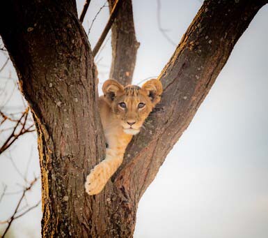 Advantages of a Luxury Safari Tanzania